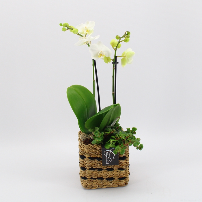 <h4>PHAL-2415W Phalaenopsis creatie</h4>