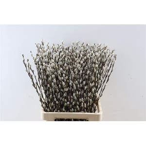 Salix Wilgenkatjes 50cm P Stem