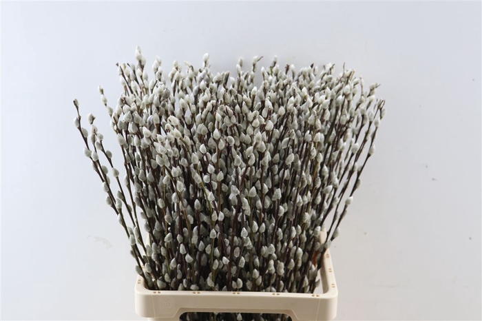 <h4>Salix Wilgenkatjes 50cm P Stem</h4>