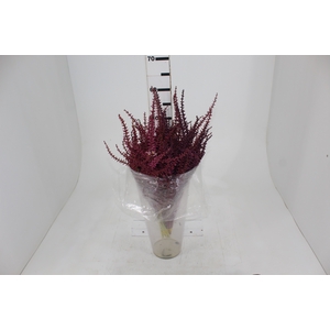 SEMENTE DE DRACENA 050 CM VERMELHO