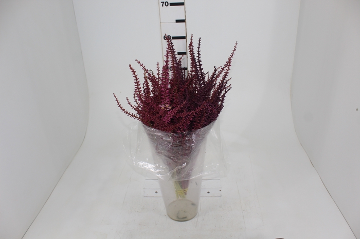 <h4>SEMENTE DE DRACENA 050 CM VERMELHO</h4>