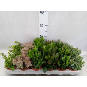 Crassula   ...mix