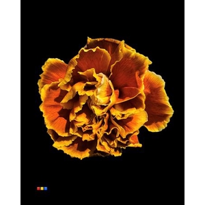 Dianthus St Toffee
