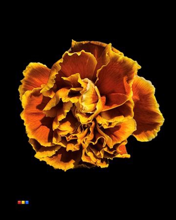 <h4>Dianthus St Toffee</h4>