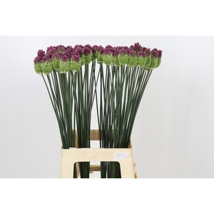 Allium Sphaerocephalon