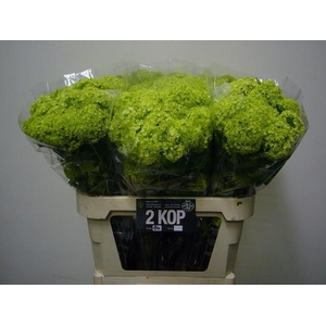 Viburnum op Roseum L8