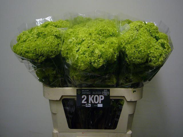 <h4>Viburnum op Roseum L8</h4>