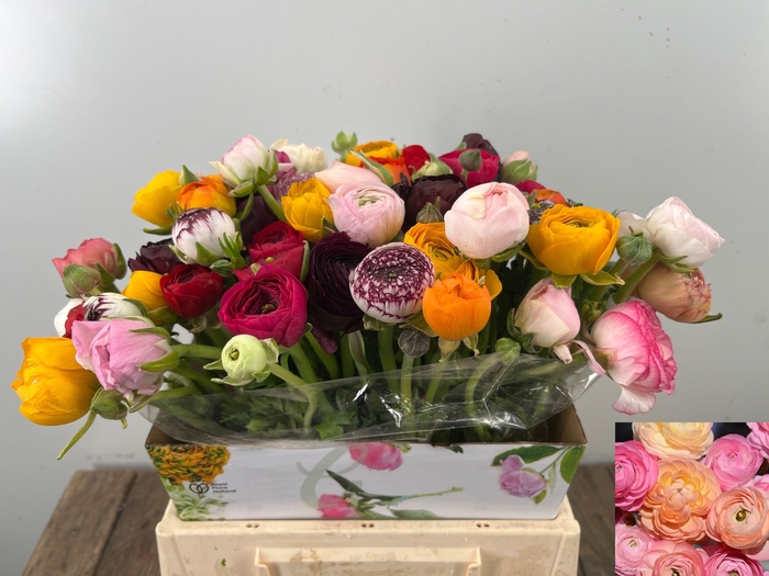 <h4>RAN GEM IN BOS</h4>