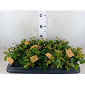 Peperomia  'Rocca Scuro'