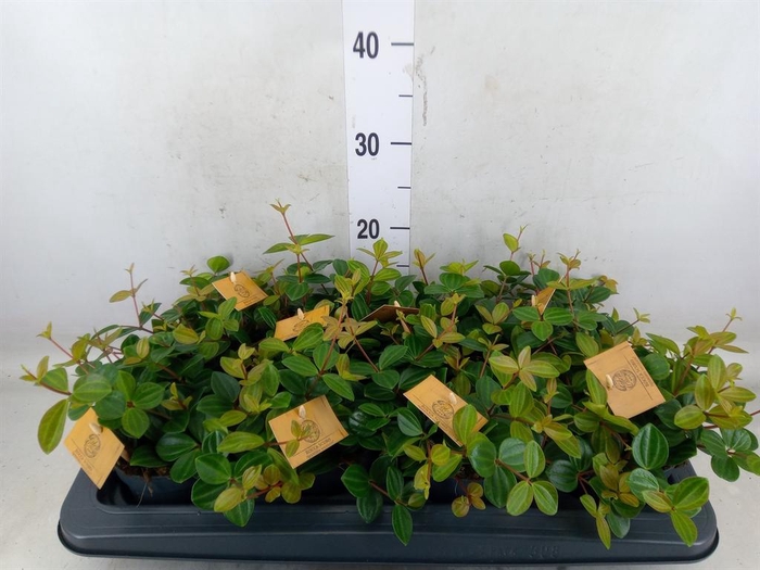 <h4>Peperomia  'Rocca Scuro'</h4>