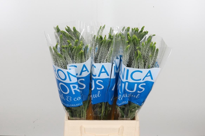 <h4>Veronica Caya Wit</h4>