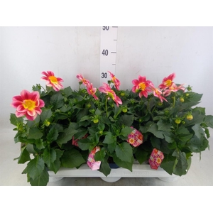 Dahlia  'Summerbees Red Bicolor'