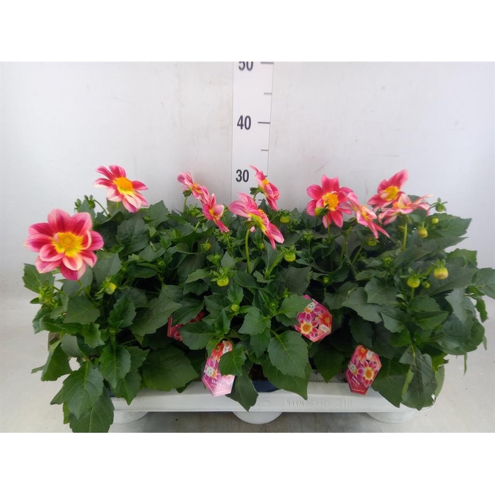 <h4>Dahlia  'Summerbees Red Bicolor'</h4>