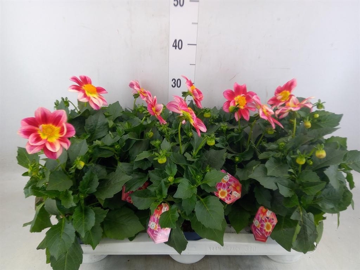 <h4>Dahlia  'Summerbees Red Bicolor'</h4>