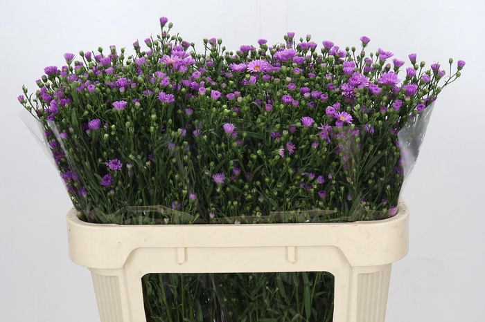 <h4>Aster Casarosa</h4>