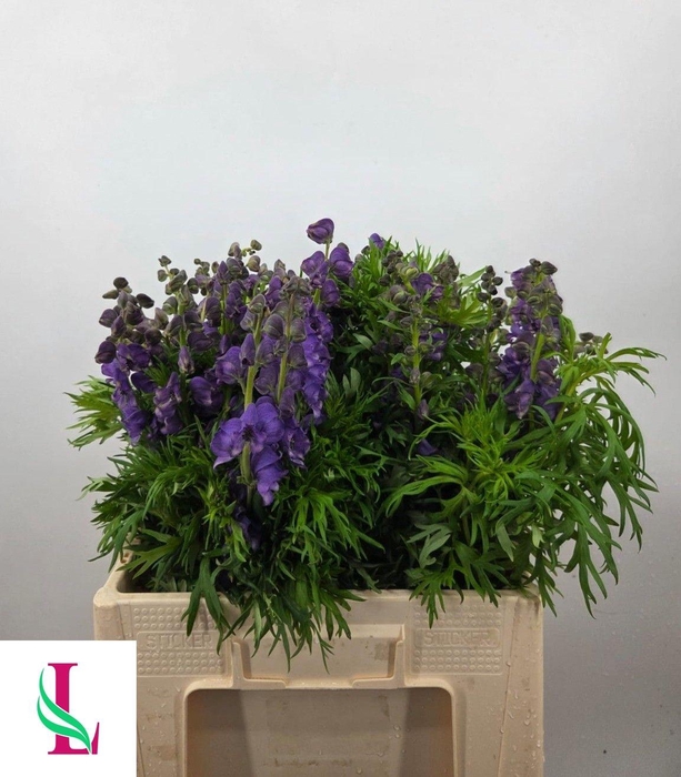 <h4>ACONI NA PYRAMIDALE</h4>