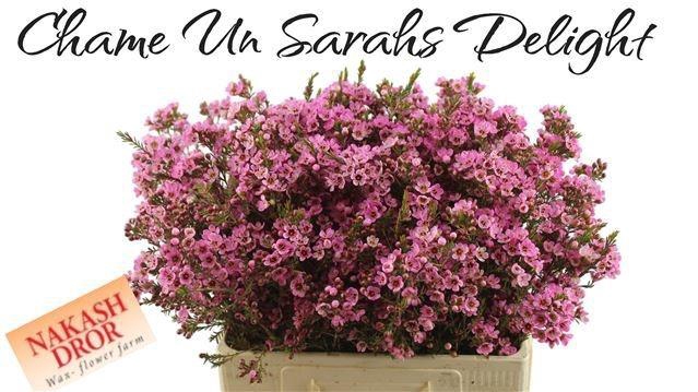 <h4>CHAME SARAHS DELIGHT</h4>