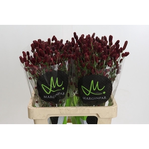 Sanguisorba officinalis 'Red Dream'