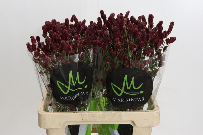 <h4>Sanguisorba officinalis 'Red Dream'</h4>