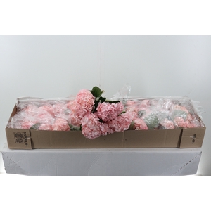 Hydr Light Pink Select Box x10