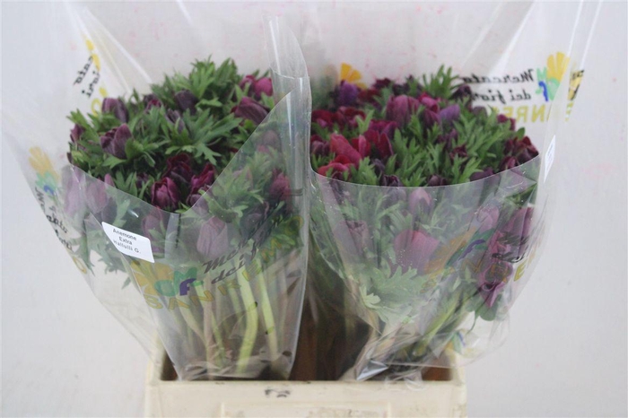 <h4>Anem Mistral Magenta</h4>