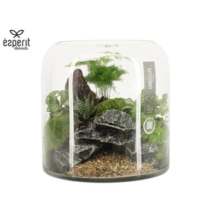 Arrangementen kamerplanten H%