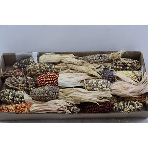 Zea Mays Large Mix