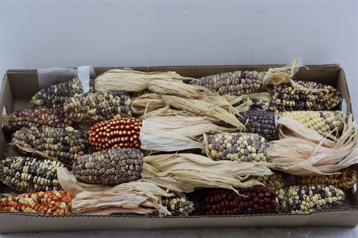 <h4>Zea Mays Large Mix</h4>