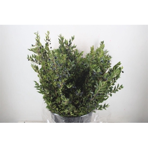 Myrthe Berry Blue P Bunch