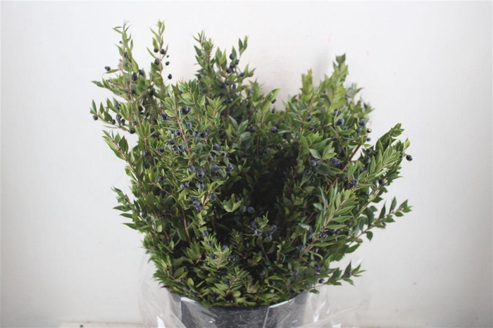 <h4>Myrthe Berry Blue P Bunch</h4>