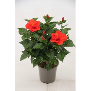 Hibiscus Bordeaux 21 cm (peat free )