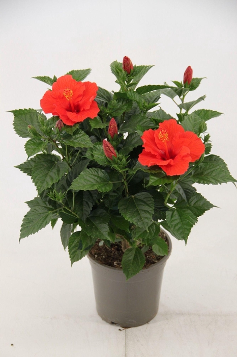 <h4>Hibiscus Bordeaux 21 cm (peat free )</h4>
