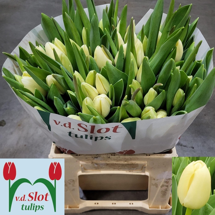 <h4>TU EN YANKEE</h4>