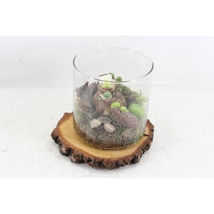 arr4 Amaryllis MB - Hout schijf glas cilin. 285/5