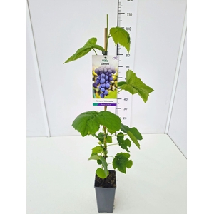 Vitis overig wit