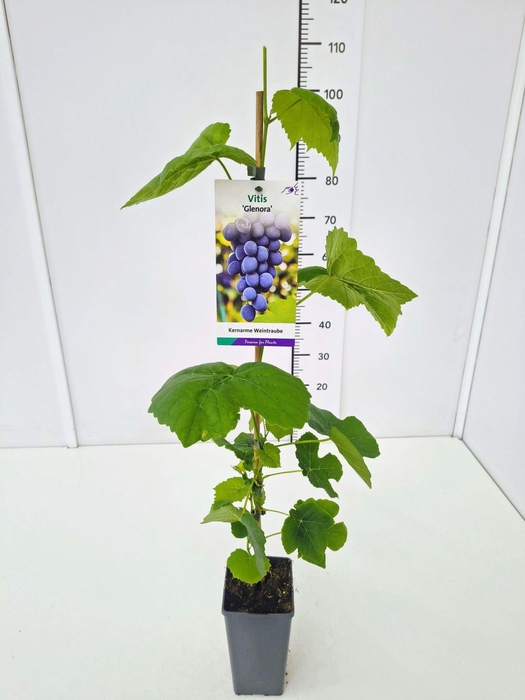 <h4>Vitis overig wit</h4>
