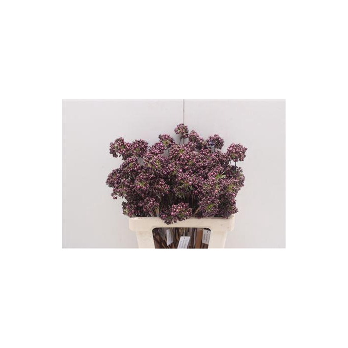 <h4>Bessen Bordeaux</h4>