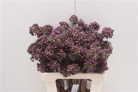 <h4>Bessen Bordeaux</h4>