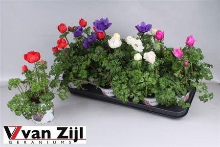 <h4>Anem Co Harm Gem</h4>