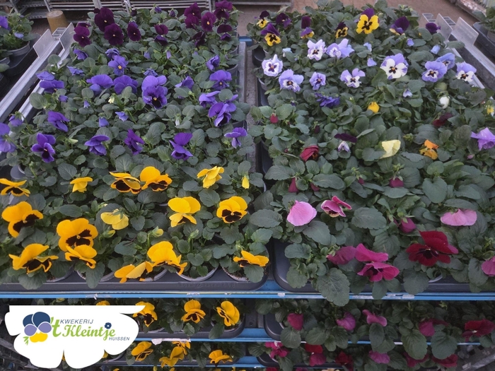 <h4>VIO WI DP MIXK</h4>