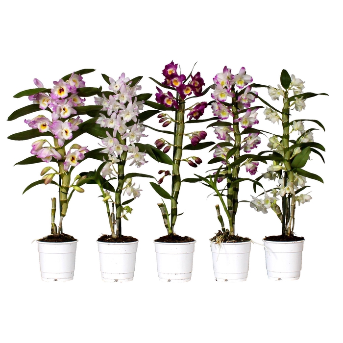 <h4>DENDR N GEM</h4>