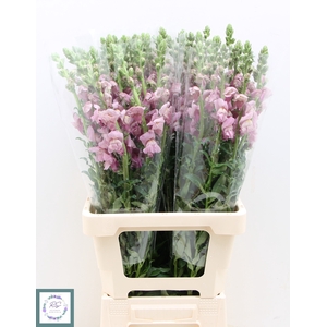 ANTIR OP LAVENDER