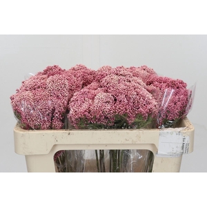 Ozothamnus Booming Pink