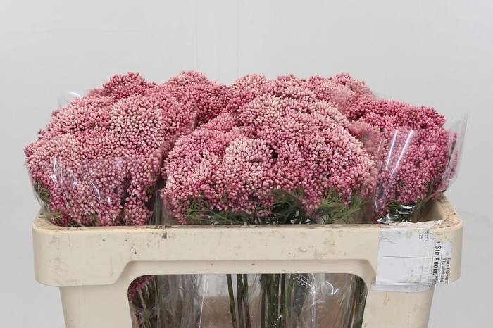 Ozothamnus Booming Pink