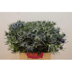 ERYN MAG BLUE LAGOON