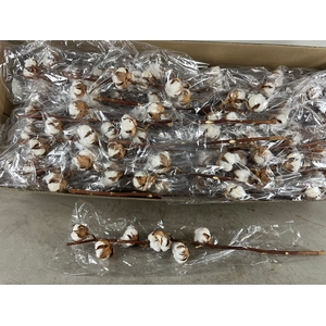 DF Katoen Gossypium Wit 6 Bol