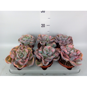 Echeveria   ...