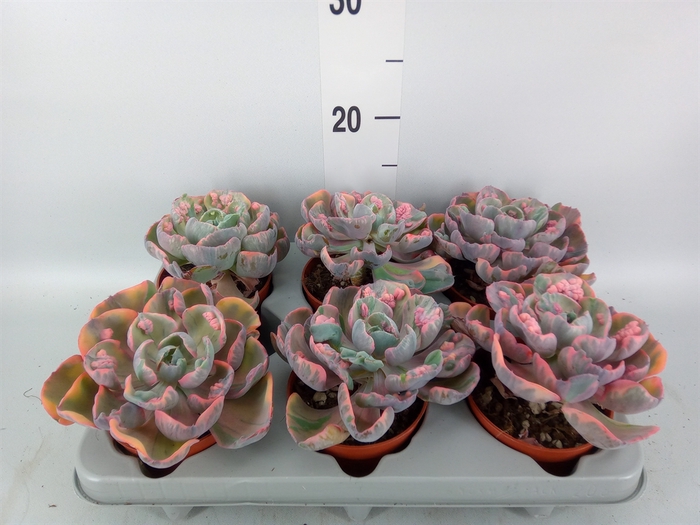 <h4>Echeveria   ...</h4>