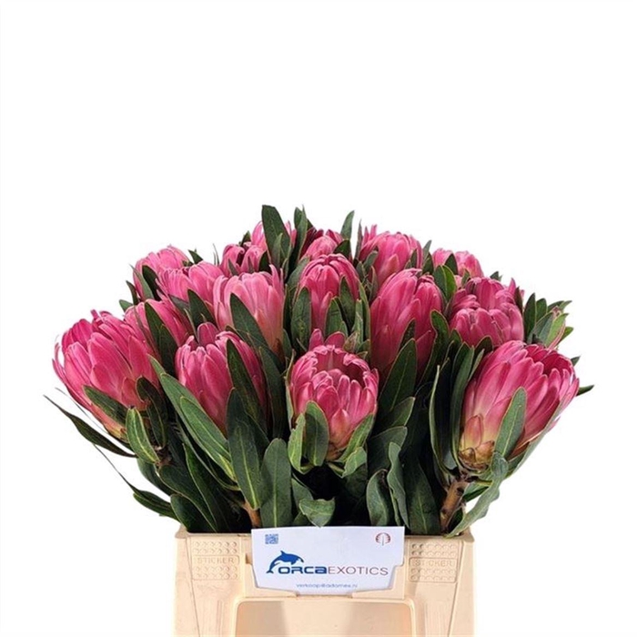 <h4>Protea Brenda</h4>