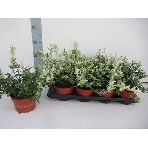 Euonymus fortunei 'Harlequin'
